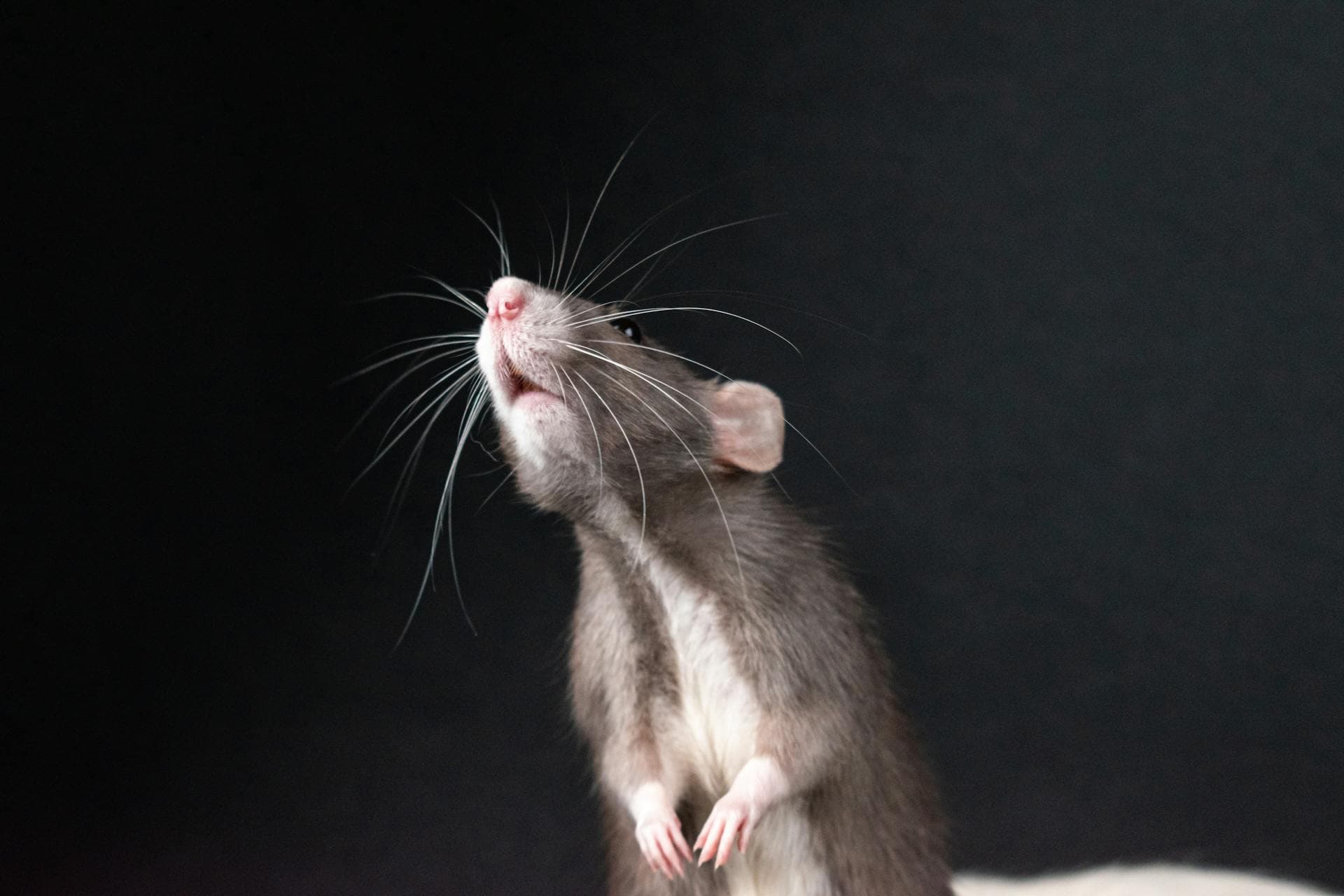 Pest Control